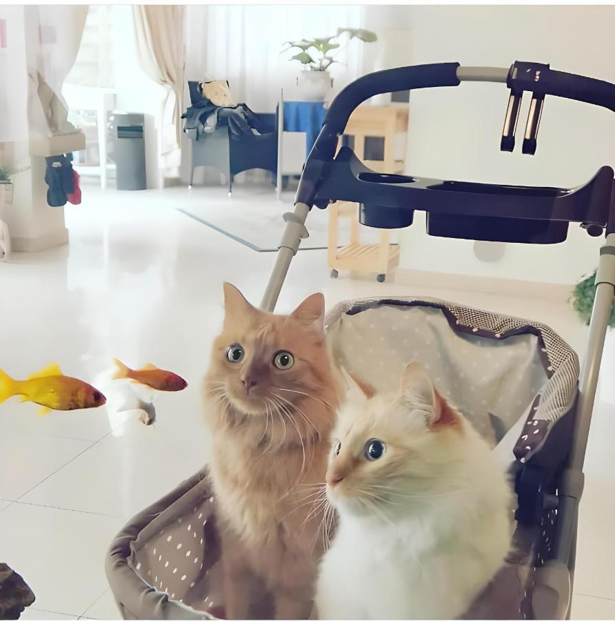 Hotel Il Gatto Rapallo Kültér fotó